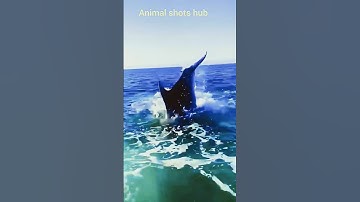 The Most Common Dolphin in the World 🐬 | Delphinus delphis #Shorts