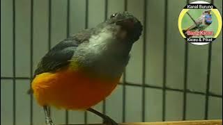 Burung Toli Toli | Burung Cabai Bunga Api - @bangkicau1131