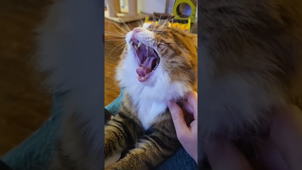 Удивительные кошки, очаровательные кошки 🐈 😻