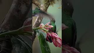 dos brilliant coroniverdes (heliodoxa jacula )#trading #funny #viral #entertainment #nature