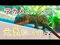 アカメカブトトカゲ～初めての求愛行動～