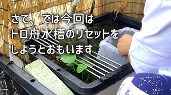 アオミドロが付きやすいアレ Youtube