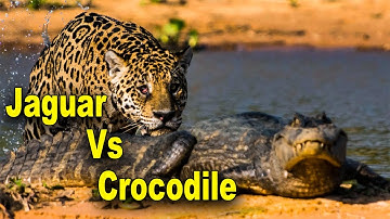 Jaguar Hunting Crocodile | Cheetah Hunting Baboon | Animal Hunting.