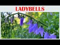 Relax And Recharge With The Luxury Timeless Beauty Of Ladybell Flowers