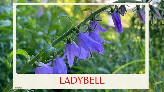 calm journey into the realm of  beautiful ladybells flower, ladybells virtual tour