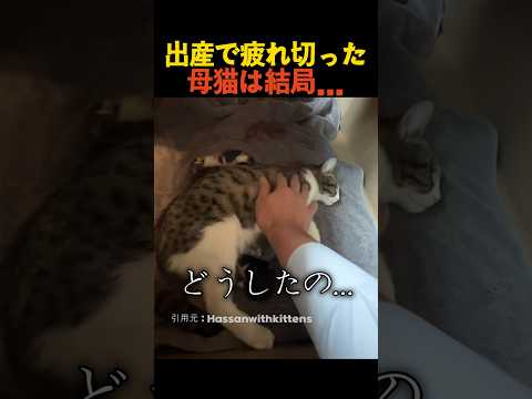 出産で疲れ切った母猫は結局...