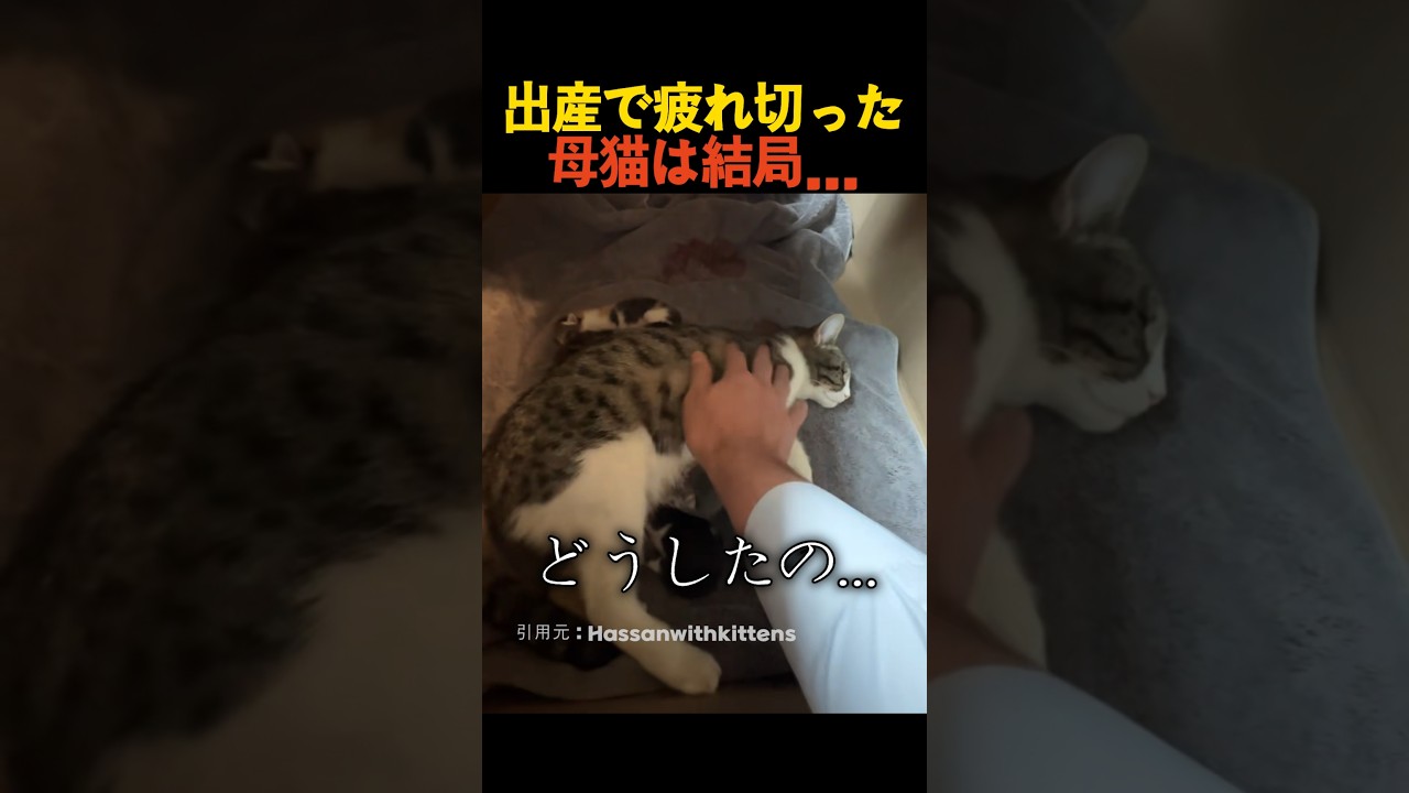 出産で疲れ切った母猫は結局...