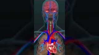 CPR in Action |A 3D look inside the body