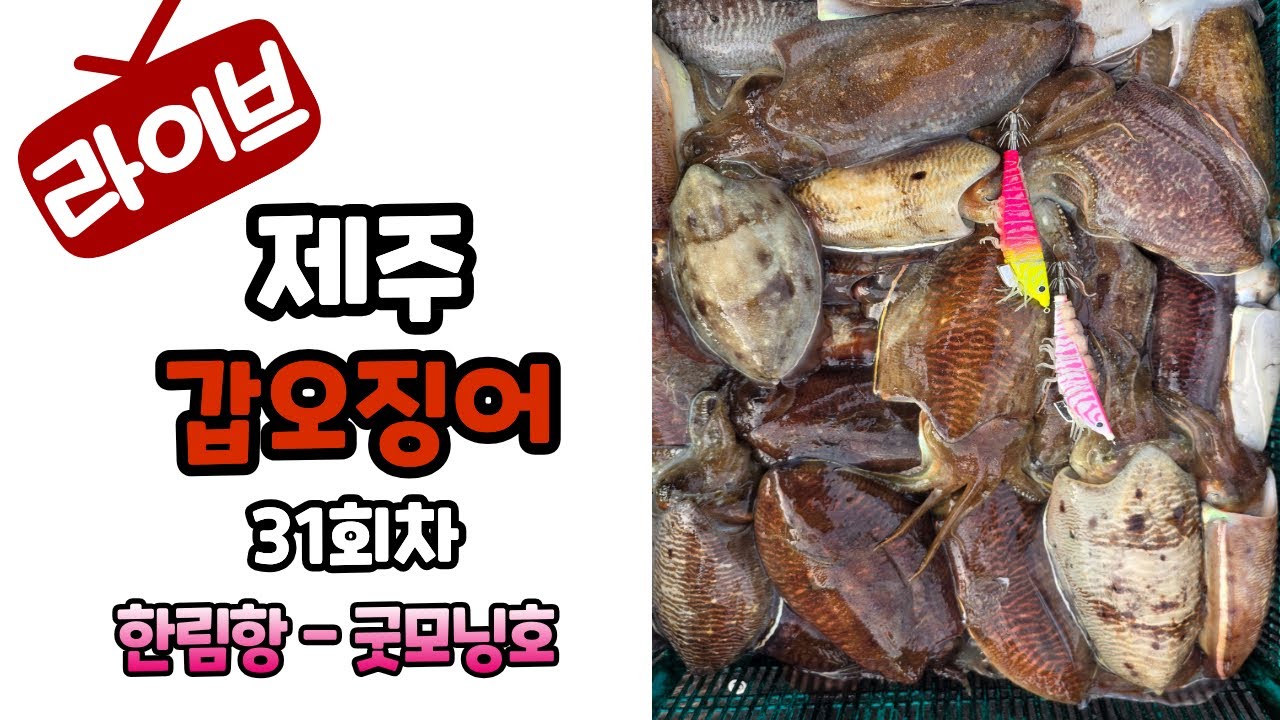 2026제주갑오징어31회#한림항#굿모닝호#안선장악바리에기#NH코리아