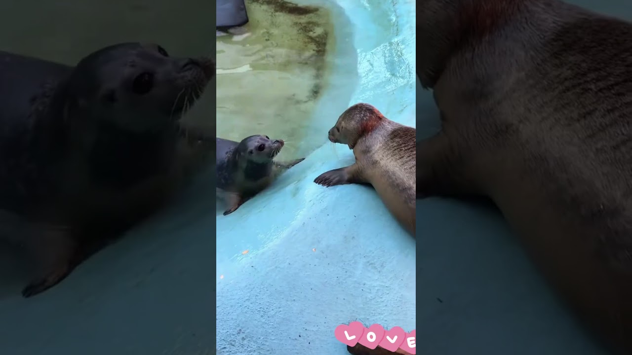 Who gets their heart melted by a singe cute animal moment?🥰