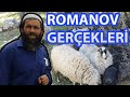 Romanov Koyunu Gerçekleri