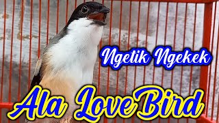 CENDET GACOR FULL ISIAN LOVEBIRD NGEKEK NGETIK KUNTILANAK dll