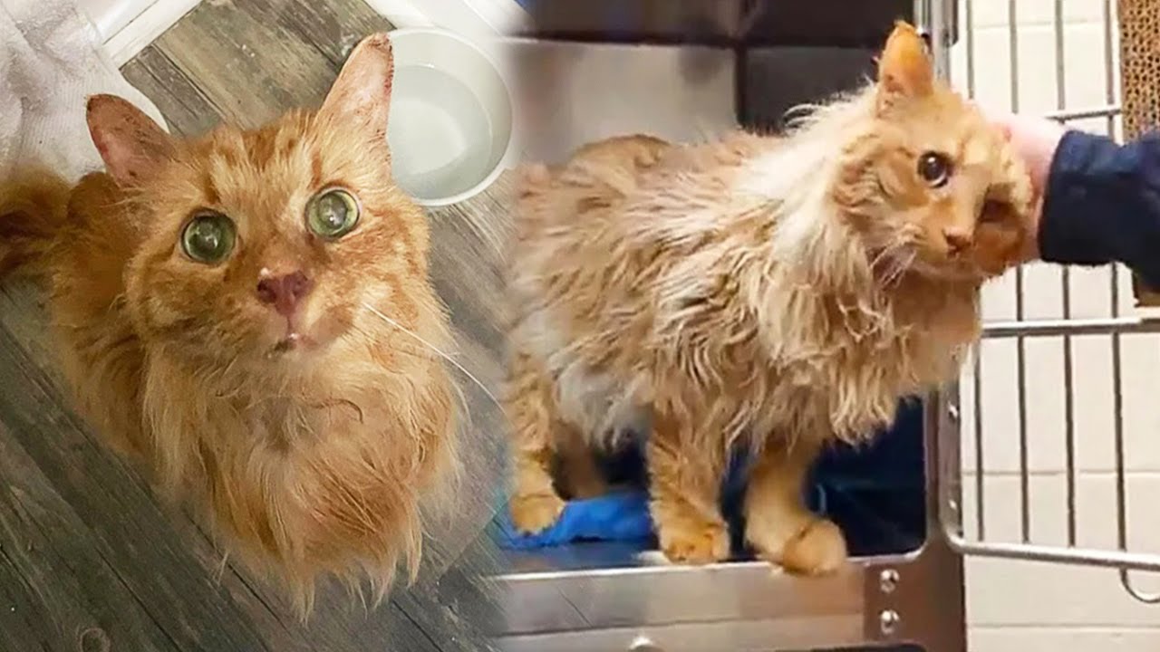 Stray Feral Cat Comes For Help And Turns Into An Affectionate Mini Lion