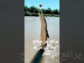  تمساح يبلغ طوله اكتر من 3 أمتار يخرج من فوق ماء