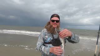 Easy Surf Fishing Using Fresh Cut Shrimp and Fishbites CATCH AND COOK