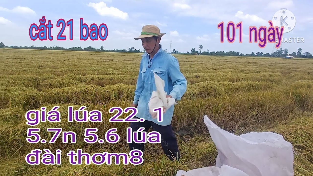 Cắt lúa vụ đông xuân năng suất 21 bao lấy cọc 6.1n bớt còn 5.8n 