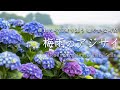 【癒しBGM】梅雨のアジサイ × ピアノ音楽 | 睡眠・瞑想・作業用 16分 |Hydrangea Healing Music