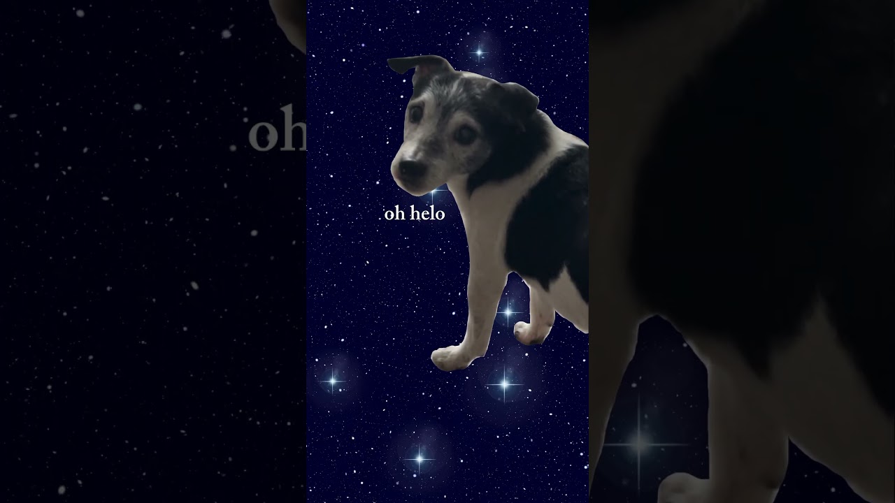 daily meme (dog) thanks