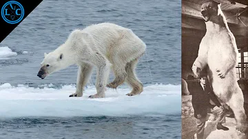 ¿Tiene sangre fría el oso polar?