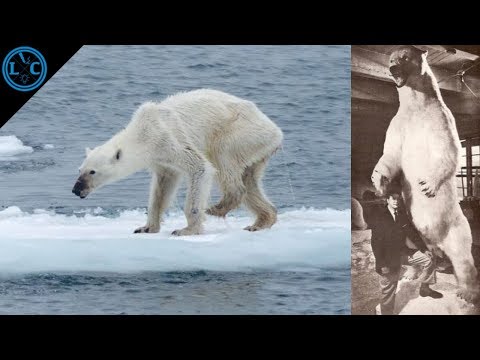 Video: Oso Polar: Información Interesante