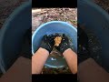 臭すぎるギンナンを拾って食べてみた結果・・・#ギンナン #銀杏 #野食 #秘密基地