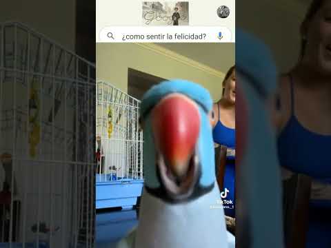 Video: Haiwan peliharaan eksotik yang paling umum: No 1 Burung kakak tua