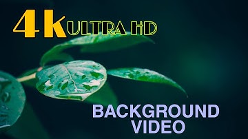 water Drop fall from leaves |4kvideo #no sound #hdpixture #nature