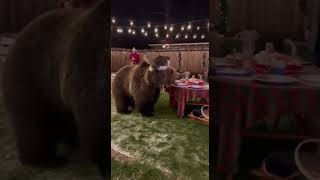 A Christmas Surprise A Bear In The Yard, A Hero In The House