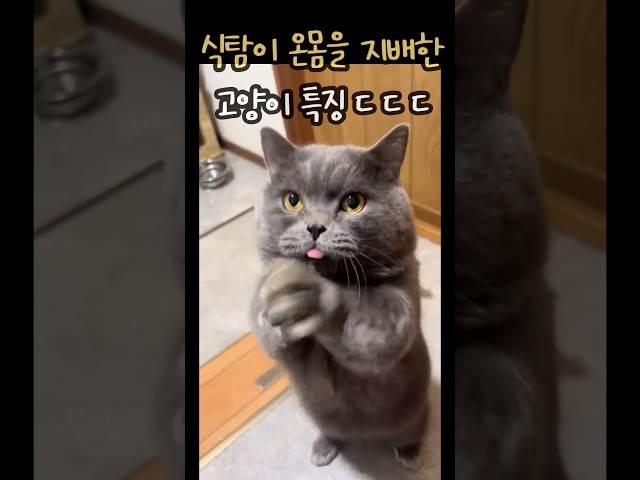 식탐이 온몸을 지배한 고양이 특징 ㄷㄷㄷ