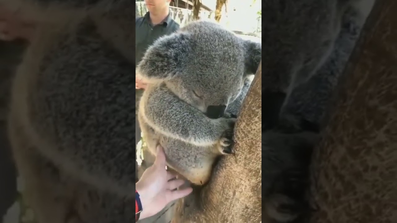 Koala | sleep 