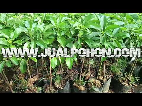 Bibit Tanaman Buah Alpukat Subang Berdaun Rimbun Siap Tanam
