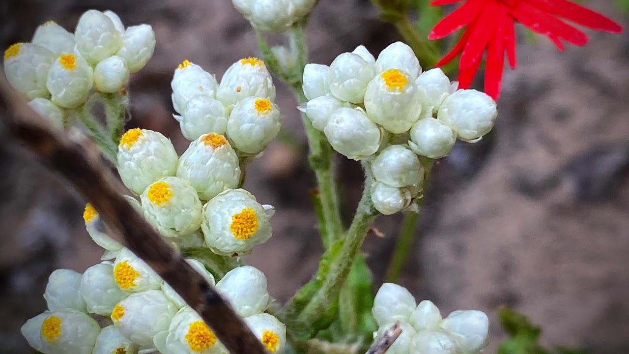 Wildflower Santa Barbara Mountain Walk YouTube