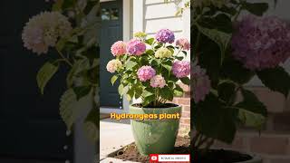🔥 🌱 Top 10 Front door entryway Plant | Home decor series Part - 1 🤯 #shorts