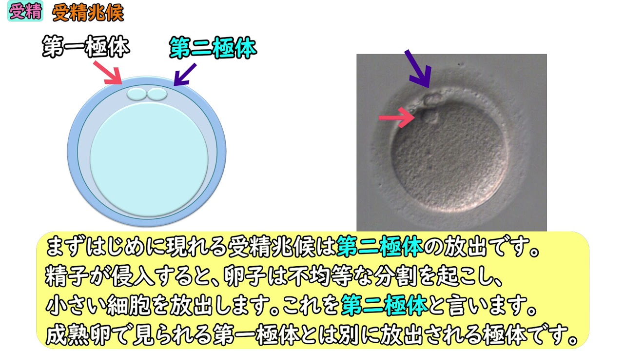 映像でみる不妊治療 おち夢クリニック名古屋 不妊治療 体外受精