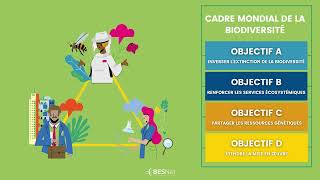 Renforcement Des Capacités Pour Une Prise De Décision Éclairée Sur Le Bes Bes - Net