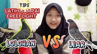 MELATIH MERPATI LIAR VS LOLOHAN SAMPAI FREEFLIGHT