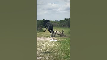 Thumbnail of How serious can it be if a horse kicks you? #satisfying  #knowledge #facts