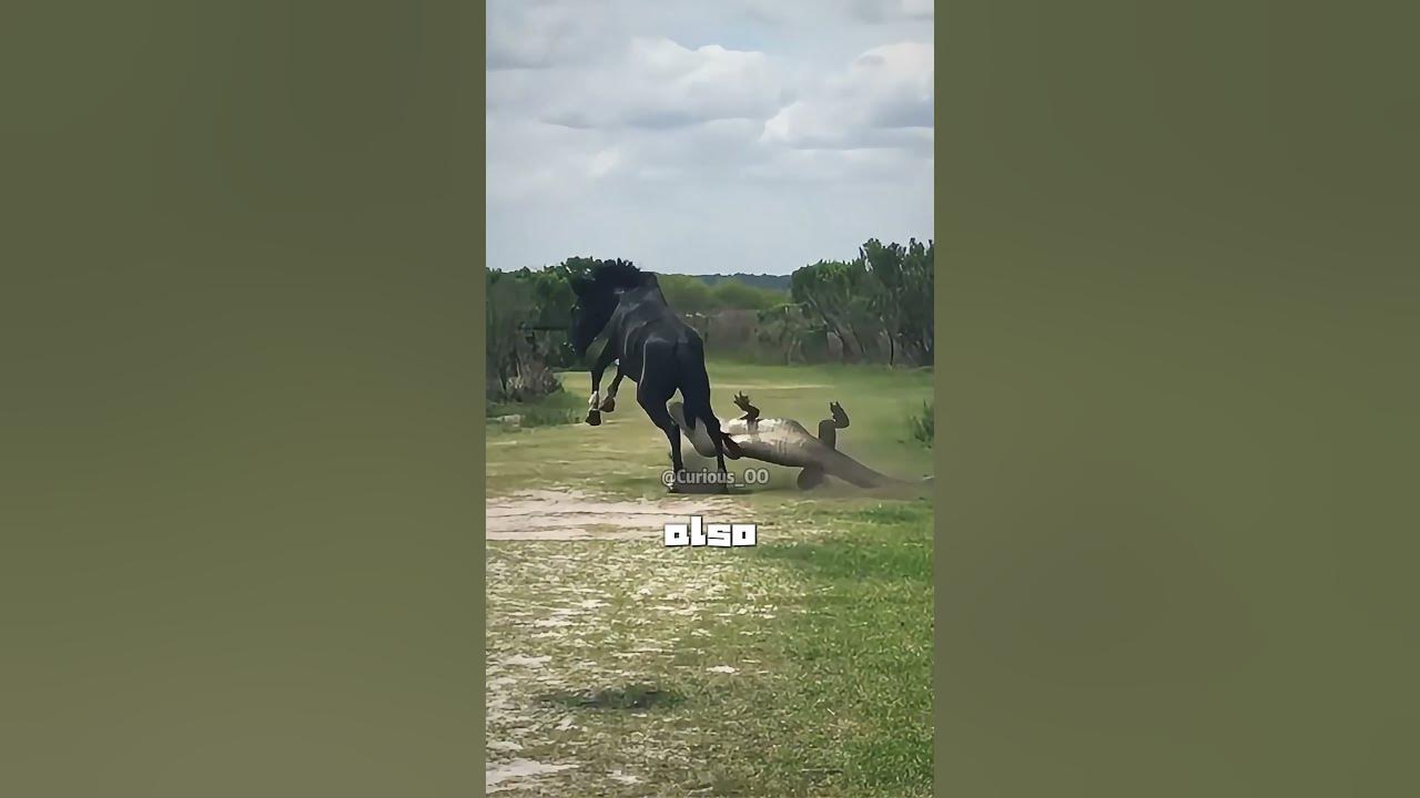How serious can it be if a horse kicks you? #satisfying  #knowledge #facts
