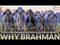 WHY BRAHMAN | Bred In America Since 1885