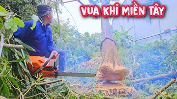 Vua Khỉ cưa hạ nhiều gốc cây Tràm lớn để chủ nhà cải tạo vườn đất (Phần 2) Hết.
