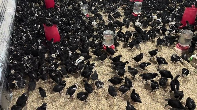 BBWs katta semiz eshaklar