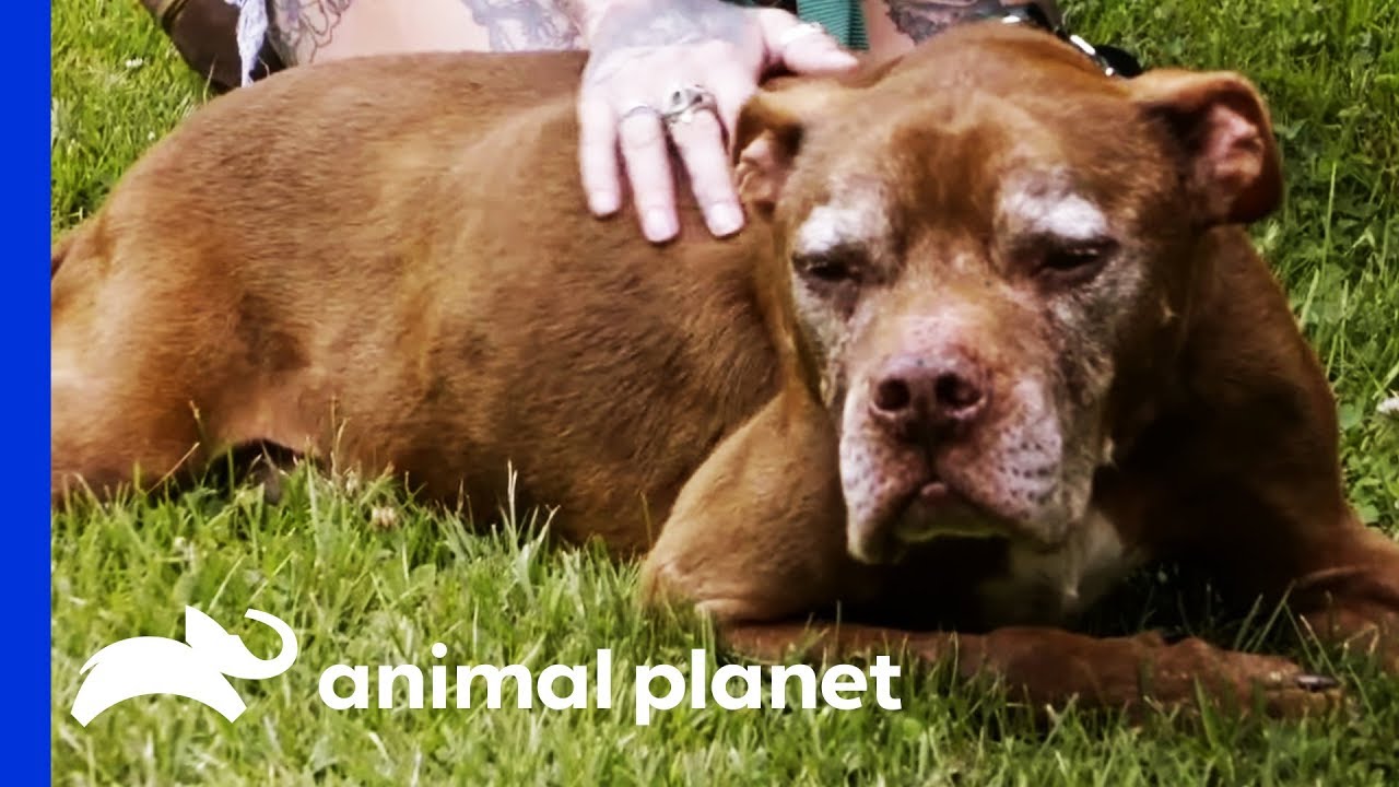 Here's Why 'Pit Bulls and Parolees' Is Ending