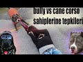 AMERİCAN BULLY VS CANE CORSO SAHİPLERİ BAYILIRSA NE YAPARLAR ?