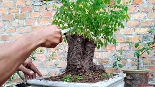Review Dongkelan Bahan Bonsai Belimbing (Averrhoa Carambola)