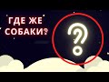 Две пропавшие якутские собаки.  Где они?