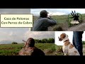 Caza de Paloma con Perros de Cobro en Grandes Trofeos