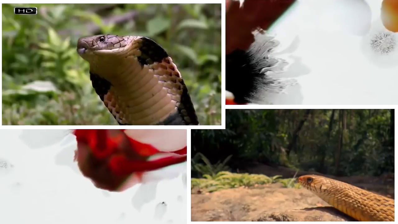 camera iphone 8 plus apk King Cobra Eating Rat snake