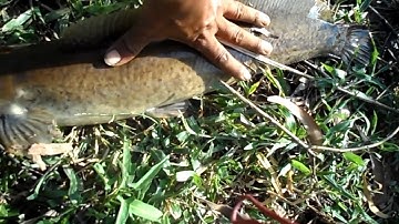 Câu cá đìa lâu năm,lên hàng cá trê cụ| GÒ CÔNG TV