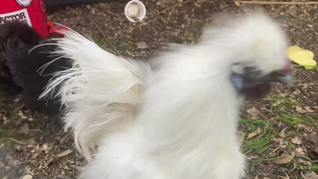 Turkeys reacting to a street parade with horses  Powder Puff  Flock 