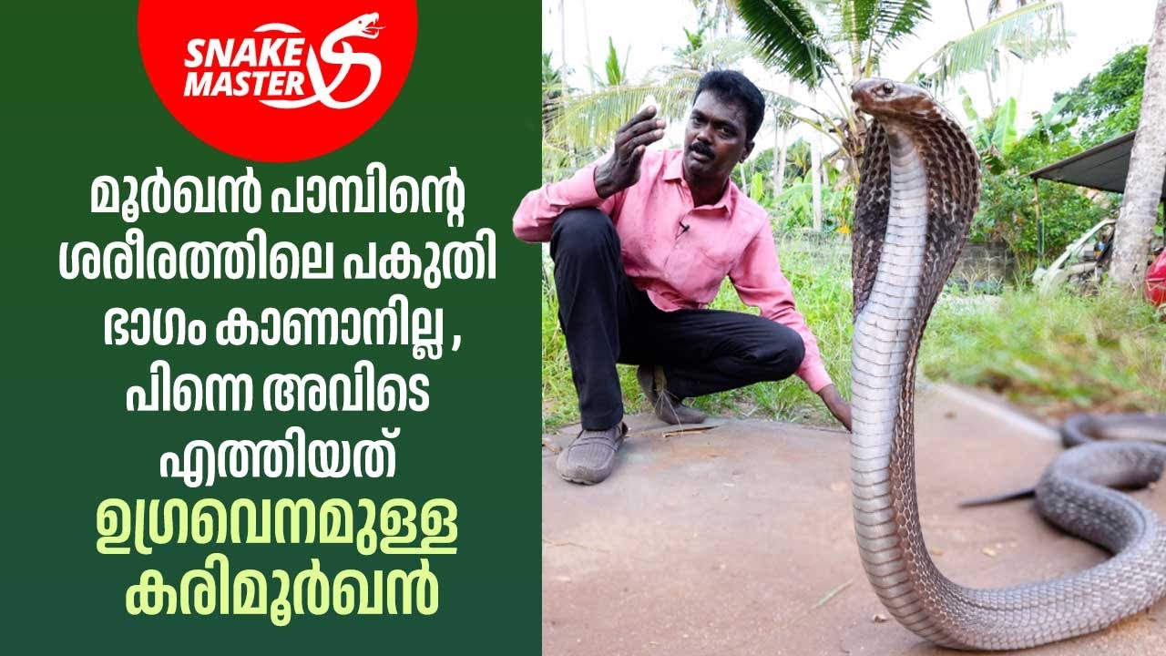 അപകടകാരിയായ കരിമൂർഖൻ പാമ്പിനെ കാർ വർക് ഷോപ്പിൽ നിന്ന് പിടികൂടി | Snakemaster EP 1052